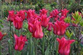 Tulipa Doll's Minuet Tulipan 'Doll's Minuet'5SZT