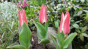 Tulipa Pinocchio Tulipan 'Pinocchio' 5SZT