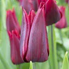 Tulipa Lasting Love Tulipan 'Lasting Love'5SZT