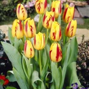 Tulipa Washington Tulipan 'Washington' 5SZT