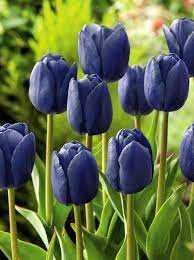 Tulipa Blue Aimable Tulipan 'Blue Aimable 5SZT