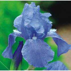 Iris germanica Kosaciec bródkowy niebieski