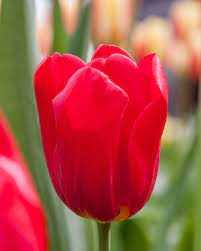 Tulipa Seadov Tulipan 'Seadov' 5SZT
