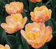 Tulipa Creme Upstar Tulipan 'Creme Upstar' 5SZT