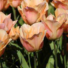 Tulipa Apricot Beauty Tulipan 'Apricot Beauty'5SZT