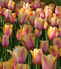 Tulipa Blushing Lady Tulipan 'Blushing Lady' 5SZT