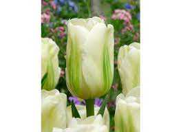 Tulipa Green Spirit Tulipan 'Green Spirit' 5SZT