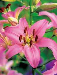 Lilium pink Lilia różowa 5SZT.