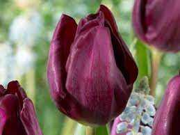 Tulipa Purple Lady Tulipan 'Purple Lady'5SZT