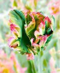 Tulipa Exotic Parrot Tulipan 'Exotic Parrot' 5SZT