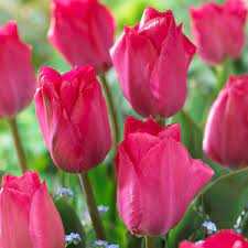 Tulipa Van Eijk Tulipan 'Van Eijk' 5szt