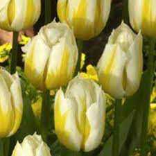Tulipa Flaming Coquette Tulipan 'Flaming Coquette'5SZT