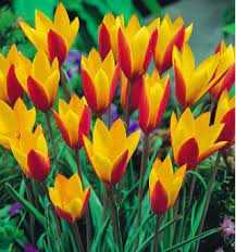 Tulipa Cynthia Tulipan 'Cynthia'5SZT