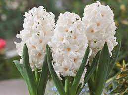 Hyacinthus Hiacynt Biały 5SZT.