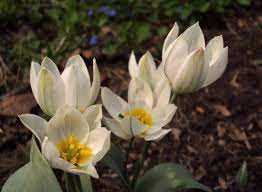 Tulipa Polychroma Tulipan 'Polychroma'' 5SZT