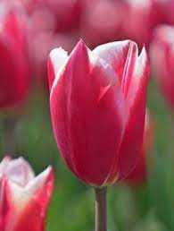 Tulipa Chacha Tulipan 'Chacha' 5SZT