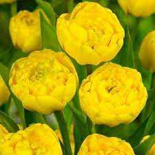 Tulipa Yellow Margarita Tulipan 'Yellow Margarita' 5SZT
