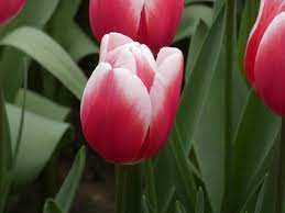 Tulipa Timeless Tulipan 'Timeless'5SZT
