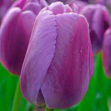 Tulipa Purple Pride Tulipan 'Purple Pride' 5SZT