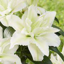 Lilium Roselily Aisha Lilia 'Roselily Aisha'