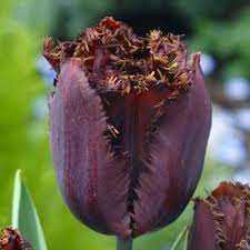 Tulipa Fringed Black® Tulipan 'Fringed Black'® 5SZT