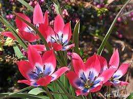 Tulipa Little Beauty Tulipan 'Little Beauty' 5SZT