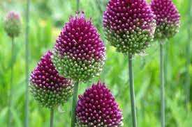 Allium shearocephalon Czosnek główkowaty 5SZT