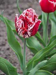 Tulipa Canasta Tulipan 'Canasta' 5SZT