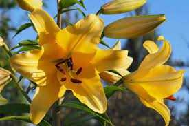 Lilium Corcovado Lilia 'Corcovado'