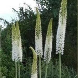 Eremurus White Beauty Favourite Pustynnik 'White Beauty Favourite'