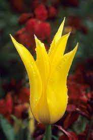 Tulipa West Point Tulipan 'West Point' 5SZT