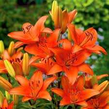 Lilium orange Lilia pomarańczowa 5SZT,