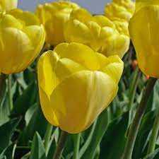 Tulipa Novi Sun Tulipan 'Novi Sun' 5SZT