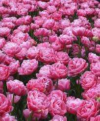 Tulipa Aveyron Tulipan 'Aveyron' 5SZT