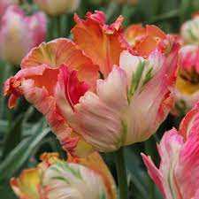 Tulipa Apricot Parrot Tulipan 'Apricot Parrot' 5SZT