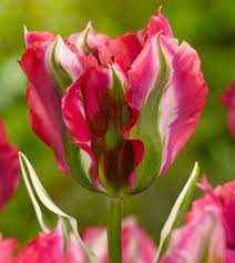 Tulipa Green Wave Tulipan 'Green Wave'5SZT