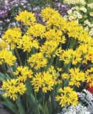 ALLIUM MOLY - CZOSNEK ZŁOCISTY - 5 szt.