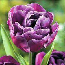 Tulipa Blue Diamond Tulipan 'Blue Diamond' 5SZT