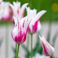 Tulipa Marilyn Tulipan 'Marilyn' 5SZT