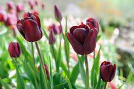 Tulipa Jan Reus Tulipan 'Jan Reus' 5SZT