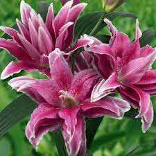 Lilium Roselily Tatsjana Lilia 'Roselily Tatsjana'