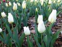 Tulipa Agrass White Tulipan 'Agrass White' 5SZT