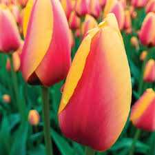 Tulipa World Friend Tulipan 'World Friend'5SZT