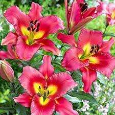 Lilium Satisfaction Lilia 'Satisfaction'