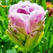 Tulipa Violet Prana Tulipan 'Violet Prana' 5SZT