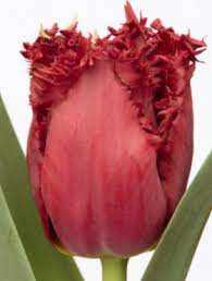 Tulipa Cummins Tulipan 'Cummins'5SZT