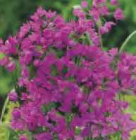 ALLIUM OREOPHILUM - CZOSNEK OSTROWSKIEGO - 5 szt.