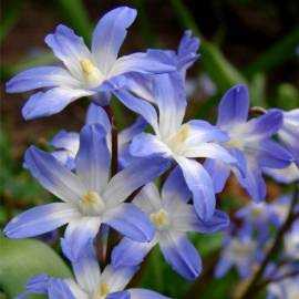 Chionodoxa forbesi blue Śnieżnik niebieski 5 SZT.