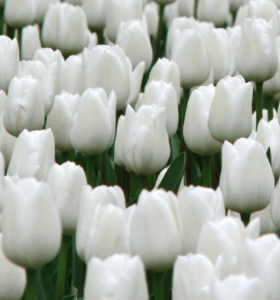 Tulipa New York Tulipan 'New York' 5SZT