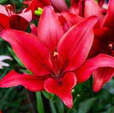 Lilium red Lilia czerwona 5SZT.
